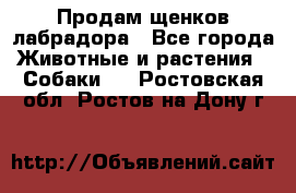 Продам щенков лабрадора - Все города Животные и растения » Собаки   . Ростовская обл.,Ростов-на-Дону г.